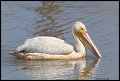 _3SB6064 american white pelican